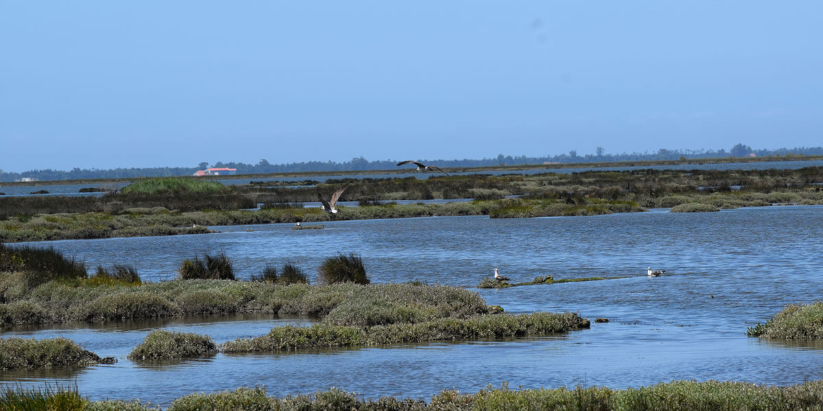 Imagem da Ria de Aveiro